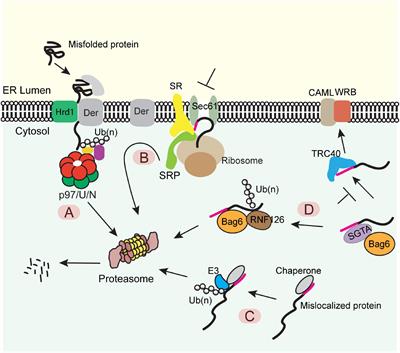 Clearing Traffic Jams During Protein Translocation Across Membranes